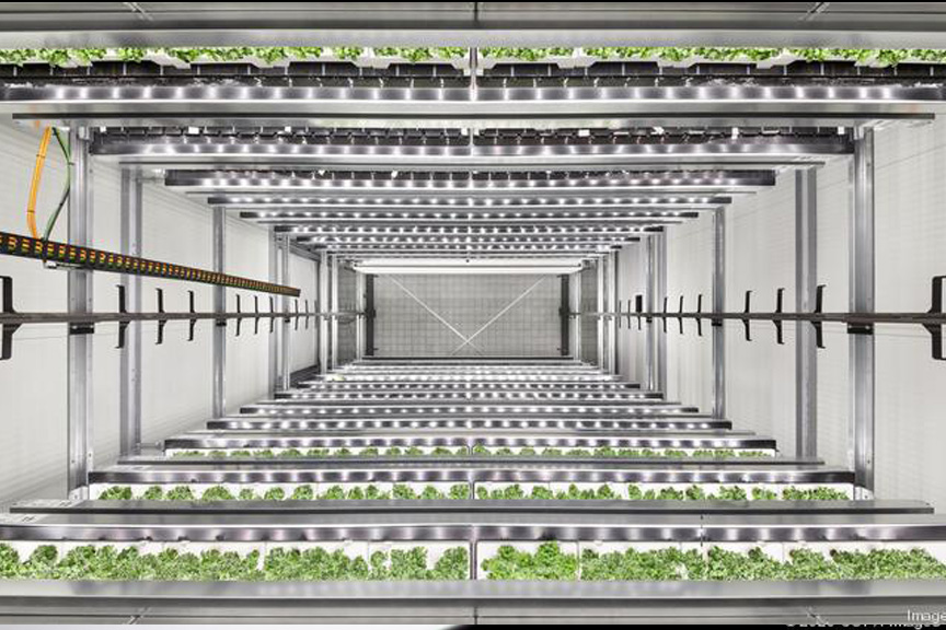 A large climate control urban farm. That is growing multiple rows of leafy greens.