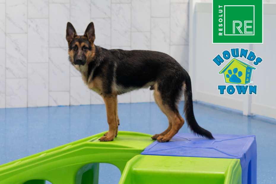 Hounds Town USA expands into the Dallas Market